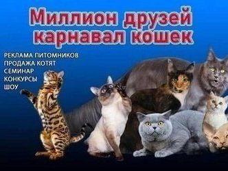 В эти выходные, 11-12 мая, курский клуб любителей кошек «Баст» проводит кошачий карнавал.