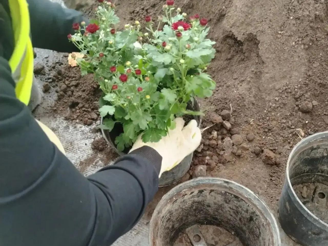 За окном то пасмурно, то дожди, но это не значит, что прекращается работа по озеленению родного Курска.