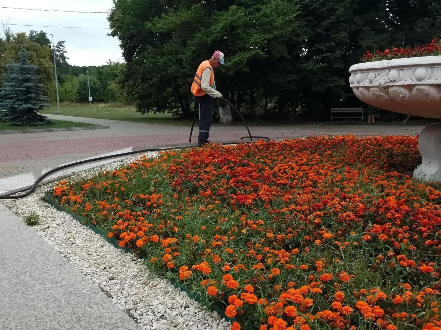 Курск превращается в город цветов.